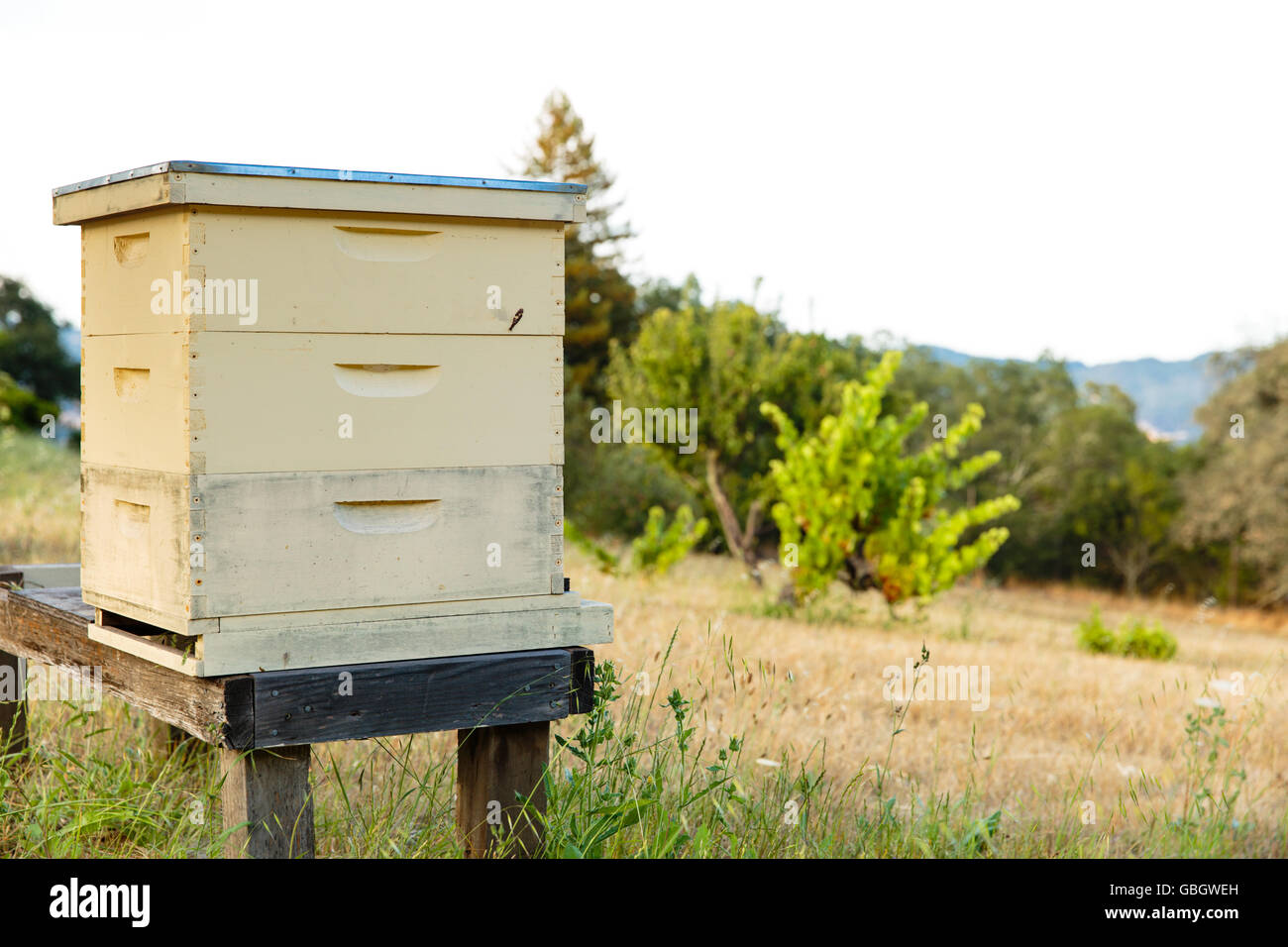 Honig Biene Bienenstock auf einer Farm California Stockfoto