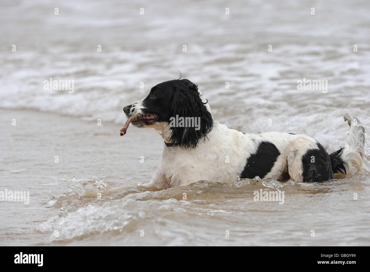 Hund sitzt im Wasser am Strand mit Stock im Mund Stockfoto