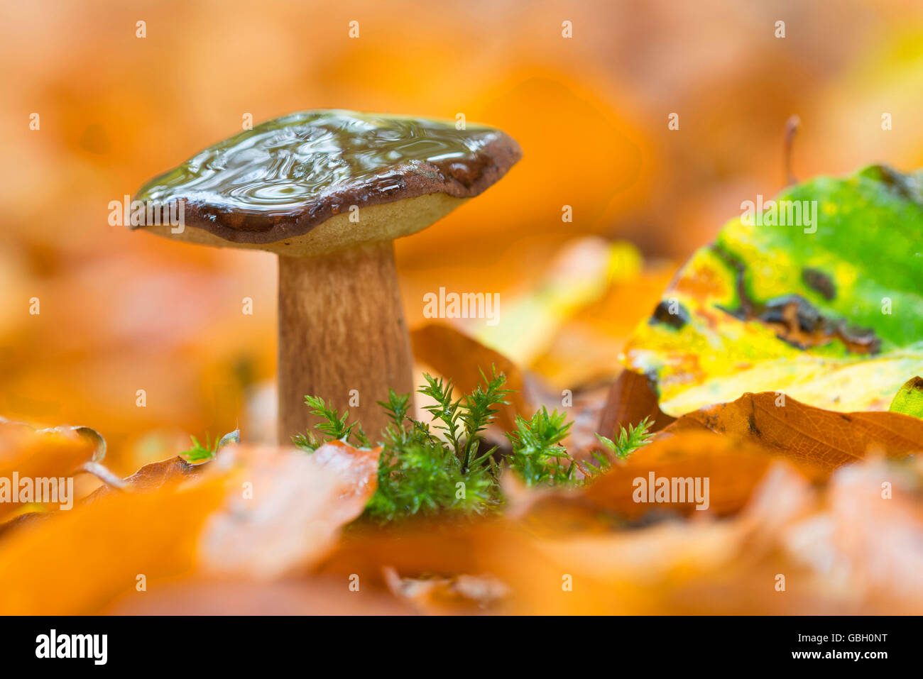 Maronenroehrling, Niedersachsen, Deutschland / (Xerocomus Badius) Stockfoto