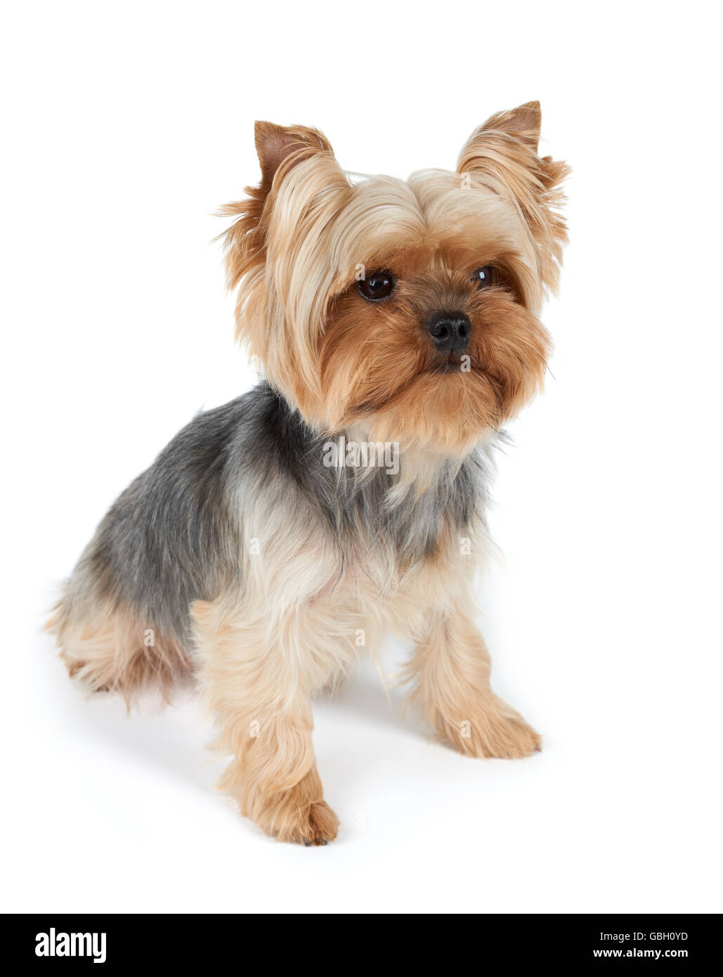 Ein Yorkshire-Terrier mit Haarschnitt isoliert auf weiss Stockfoto