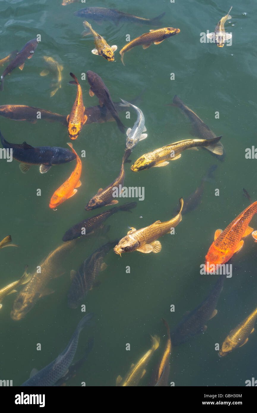 Koi karpfen schwimmen Fotos und Bildmaterial in hoher Auflösung Alamy