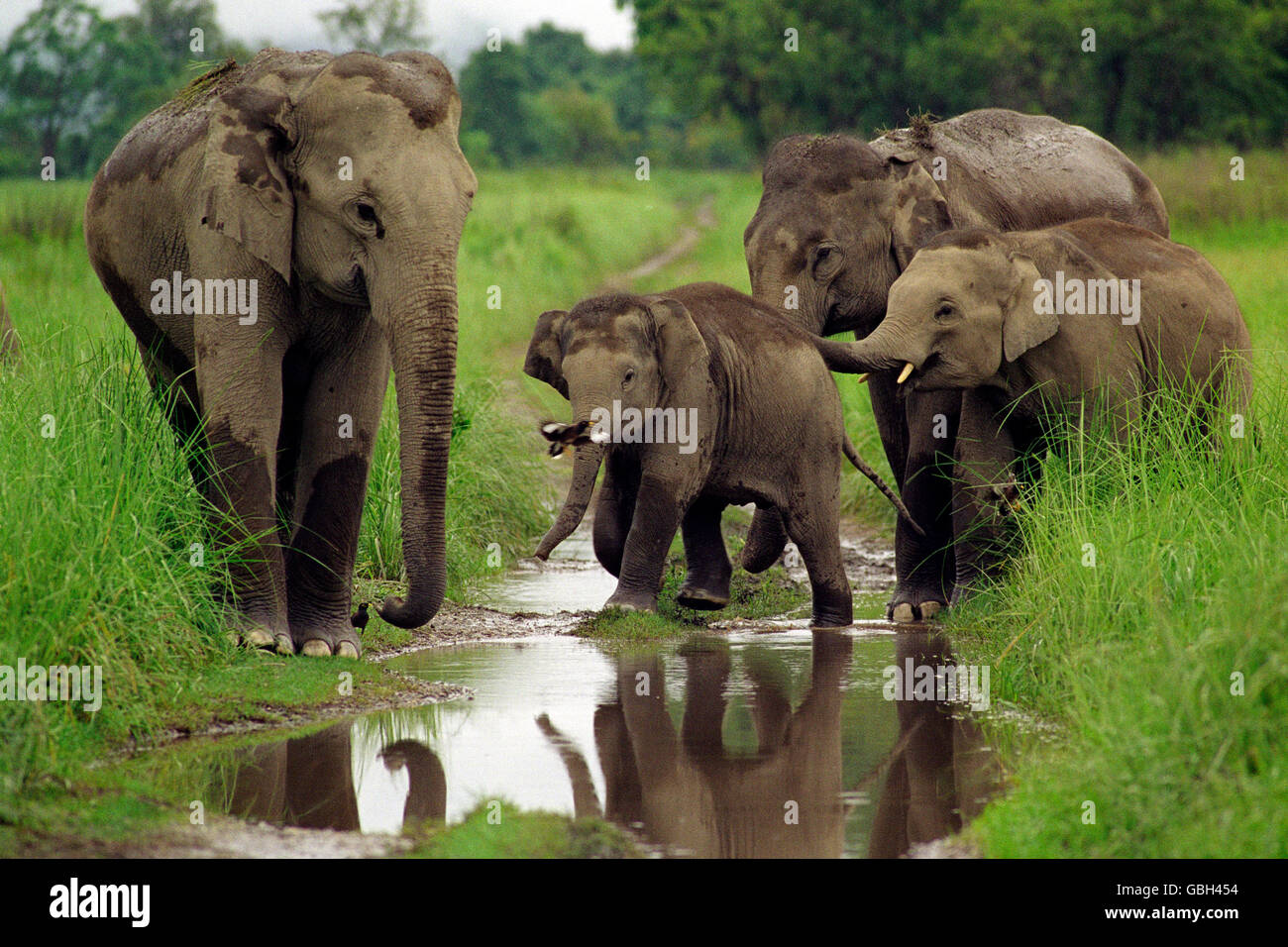 Das Bild der Familie der Elefanten (Elephas Maximus) aufgenommen in Corbett, Indien Stockfoto