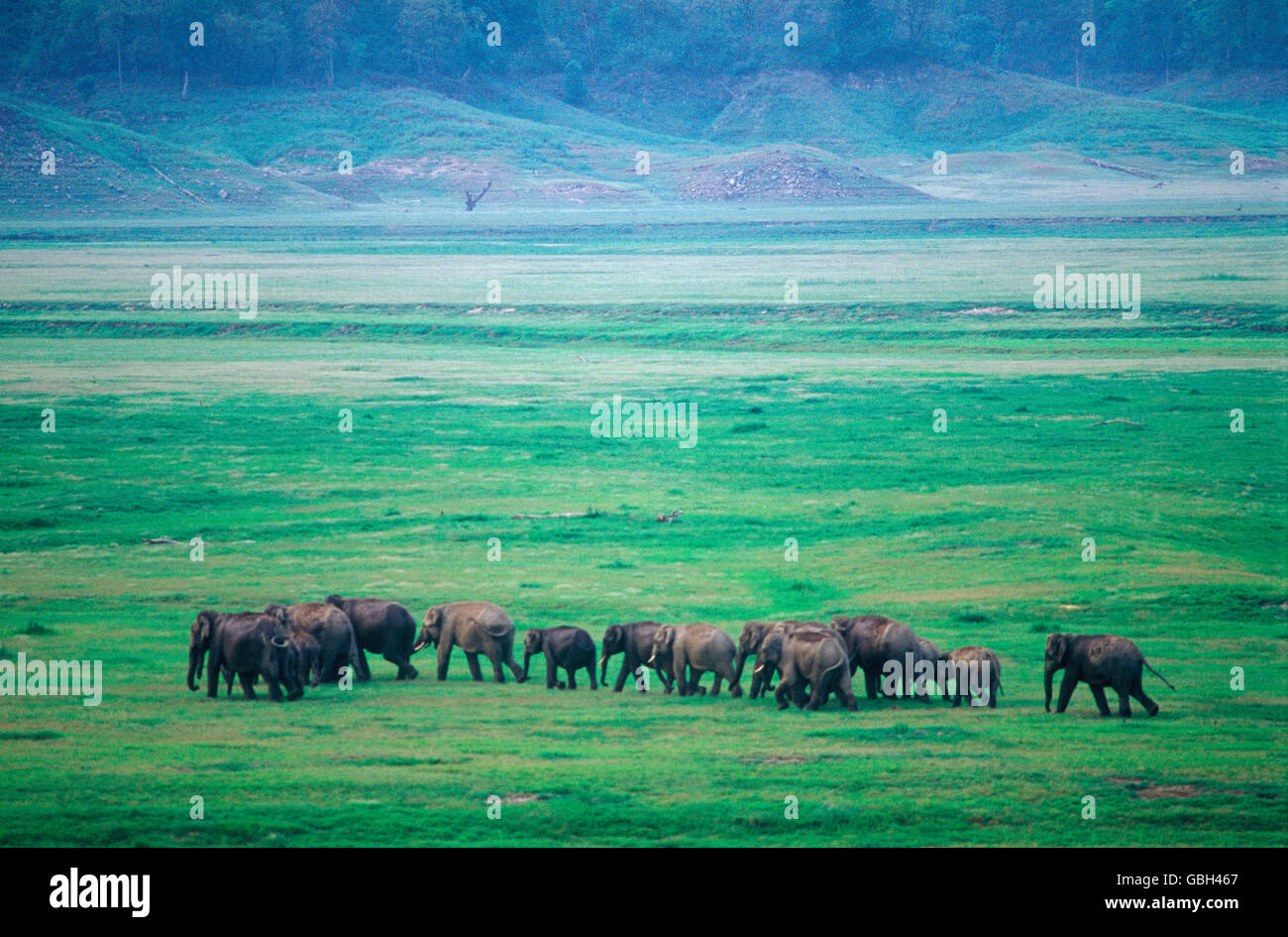 Das Bild des Elefanten Line-up (Elepahs Maxmus) wurde im Corbett-Nationalpark, Indien aufgenommen. Stockfoto
