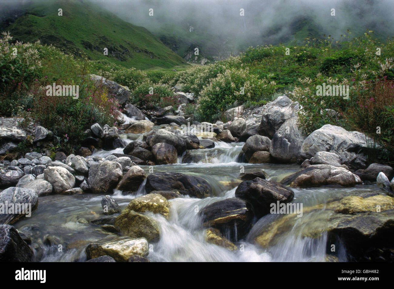 Das Bild der Bach im Tal der Blumen in Uttaranchal, Indien Stockfoto