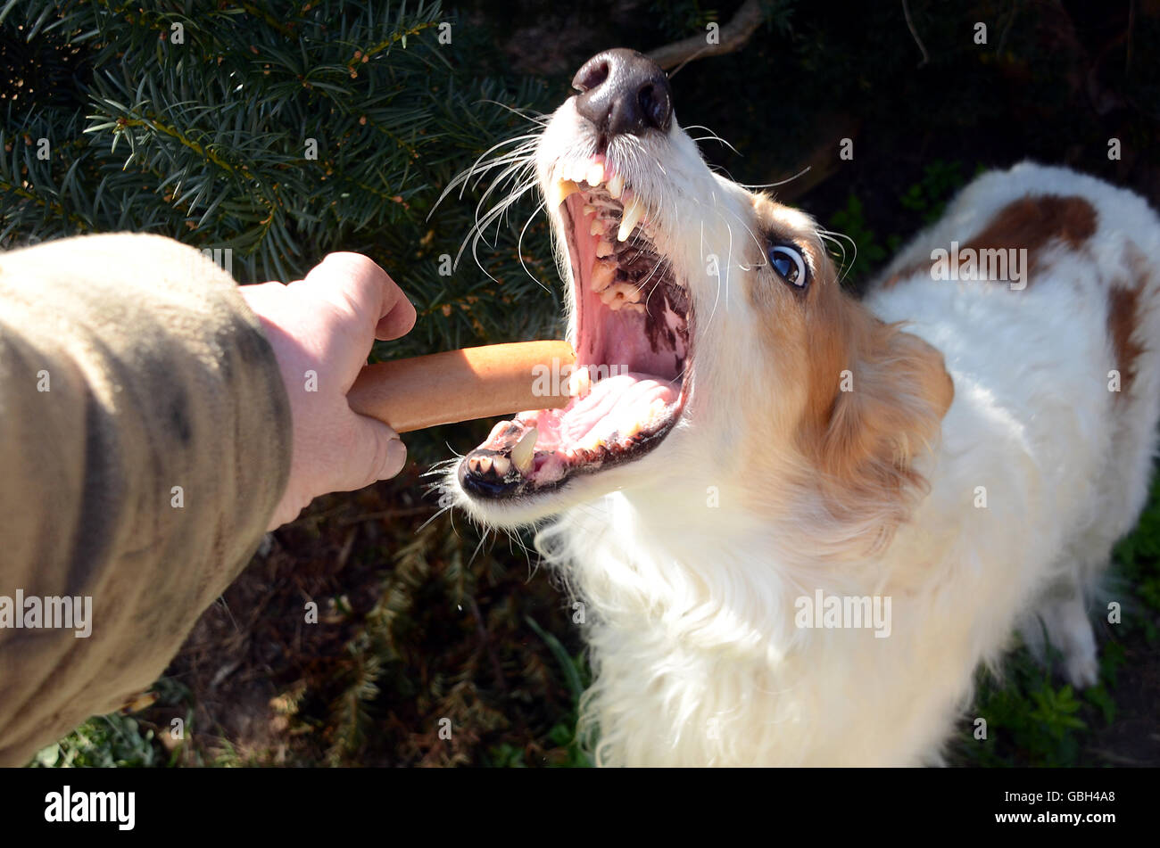 Ein Barsoi Hund bekommt ein Stück Wurst. Sein Mund ist weit offen, der gesamte Ausdruck Freude zeigt Stockfoto