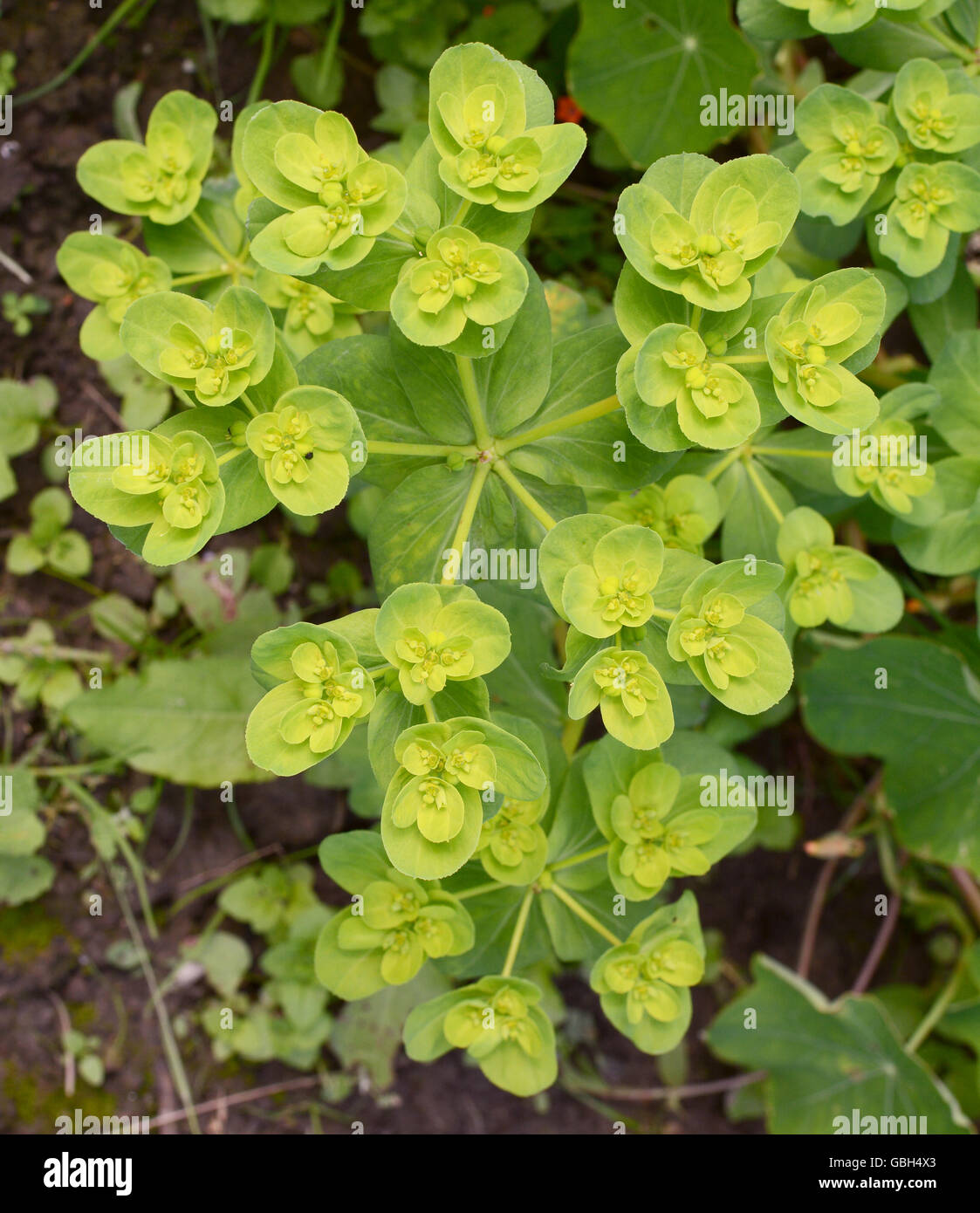 Euphorbia helioscopia Fotos und Bildmaterial in hoher Auflösung Alamy