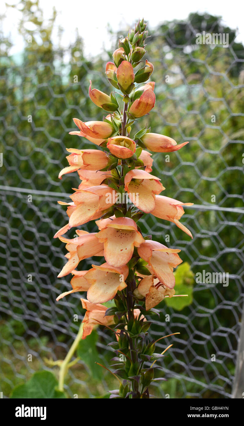 Pfirsich-farbige Blumen auf einer tropischen Fingerhut - Digitalis - Pflanze. Röhrenförmige Blüten auf eine große Blütenstand. Stockfoto