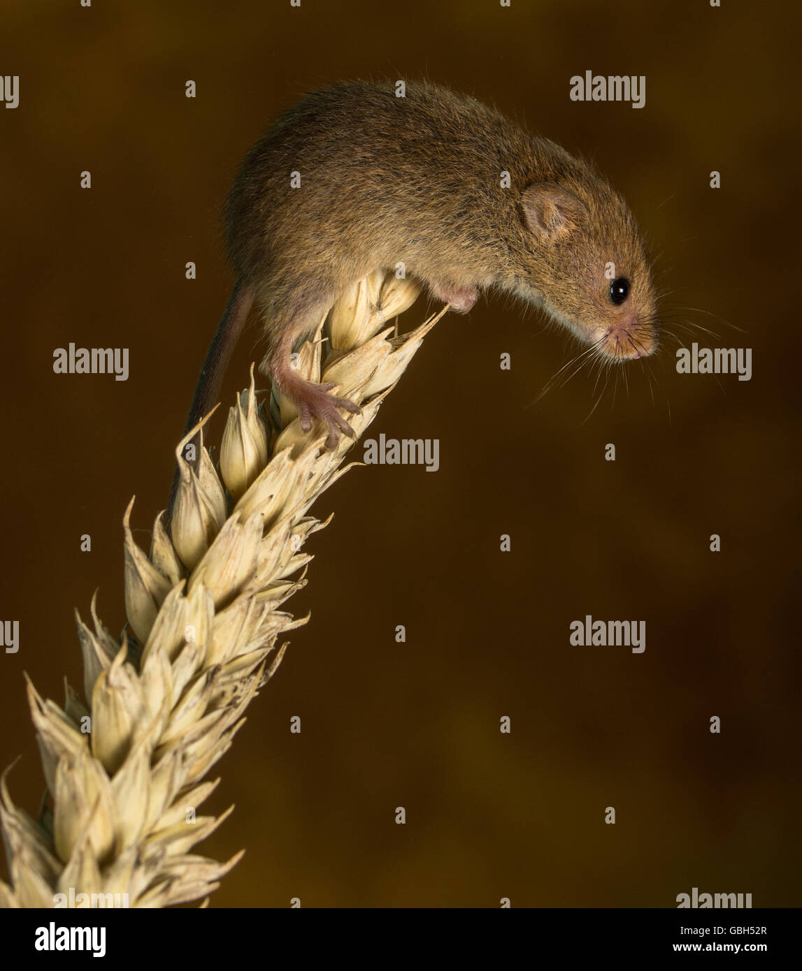 Zwergmaus auf Weizen Stockfoto