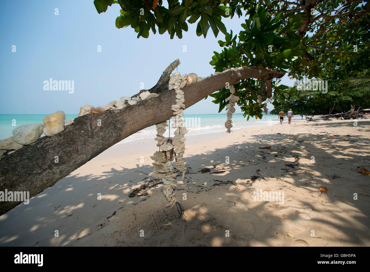 Schale auf einem Baum am Khao Lak Thailand Mobil Stockfoto