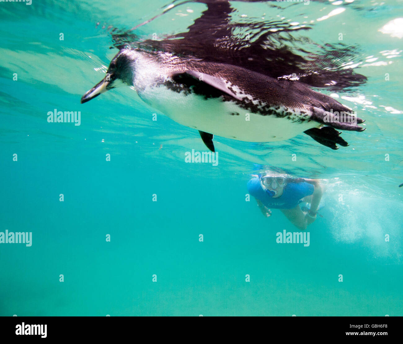 Schwimmen mit einem Pinguin aus Pinnacle Rock, Bartolomé Insel auf den Galápagos-Inseln. Stockfoto