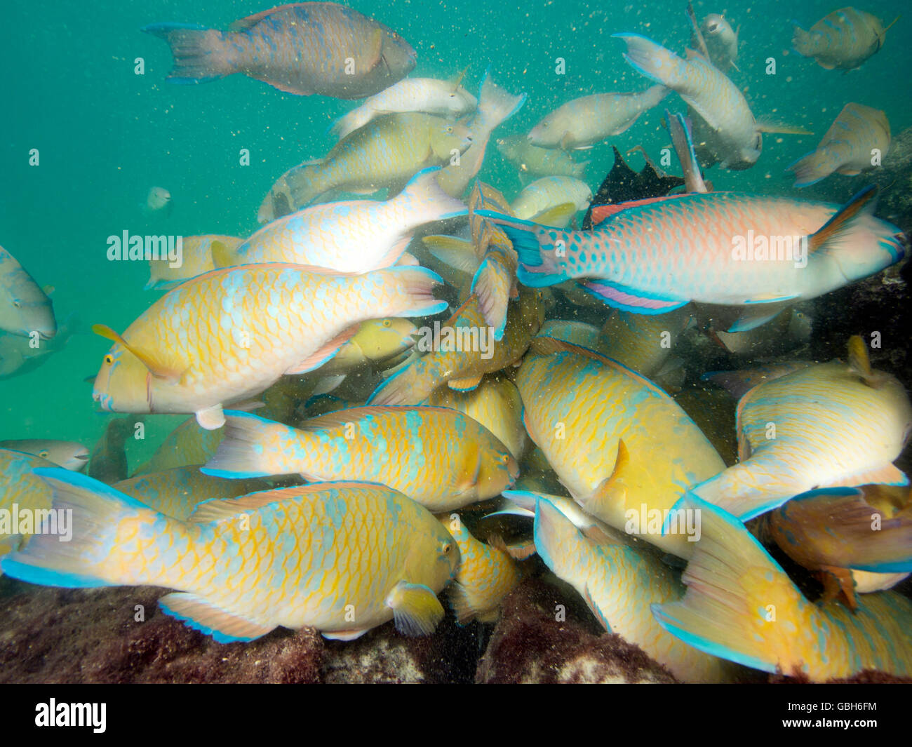 Bluechin Papageienfisch Aggregation ernähren sich von Algen auf Genovesa Island, Galápagos-Inseln. Stockfoto