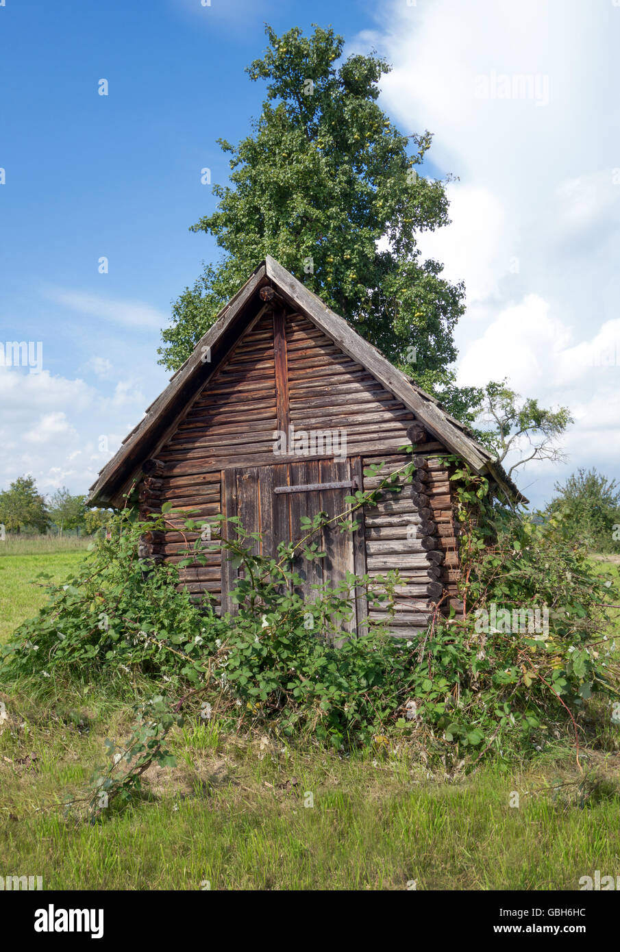 Holzschuppen mit Brombeeren überwuchert Stockfoto