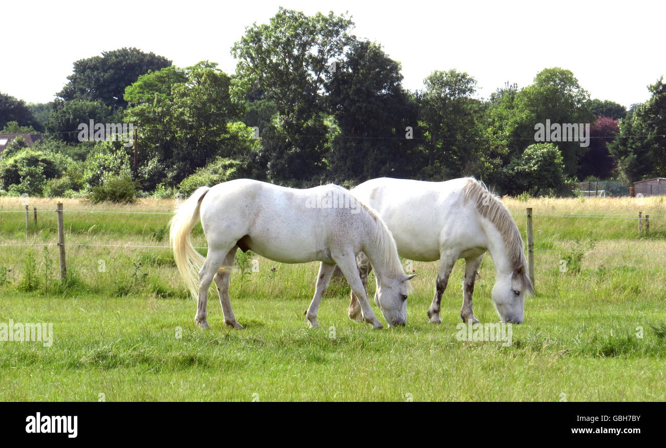 Weiße Pferde grasen Foto Tony Gale Stockfoto