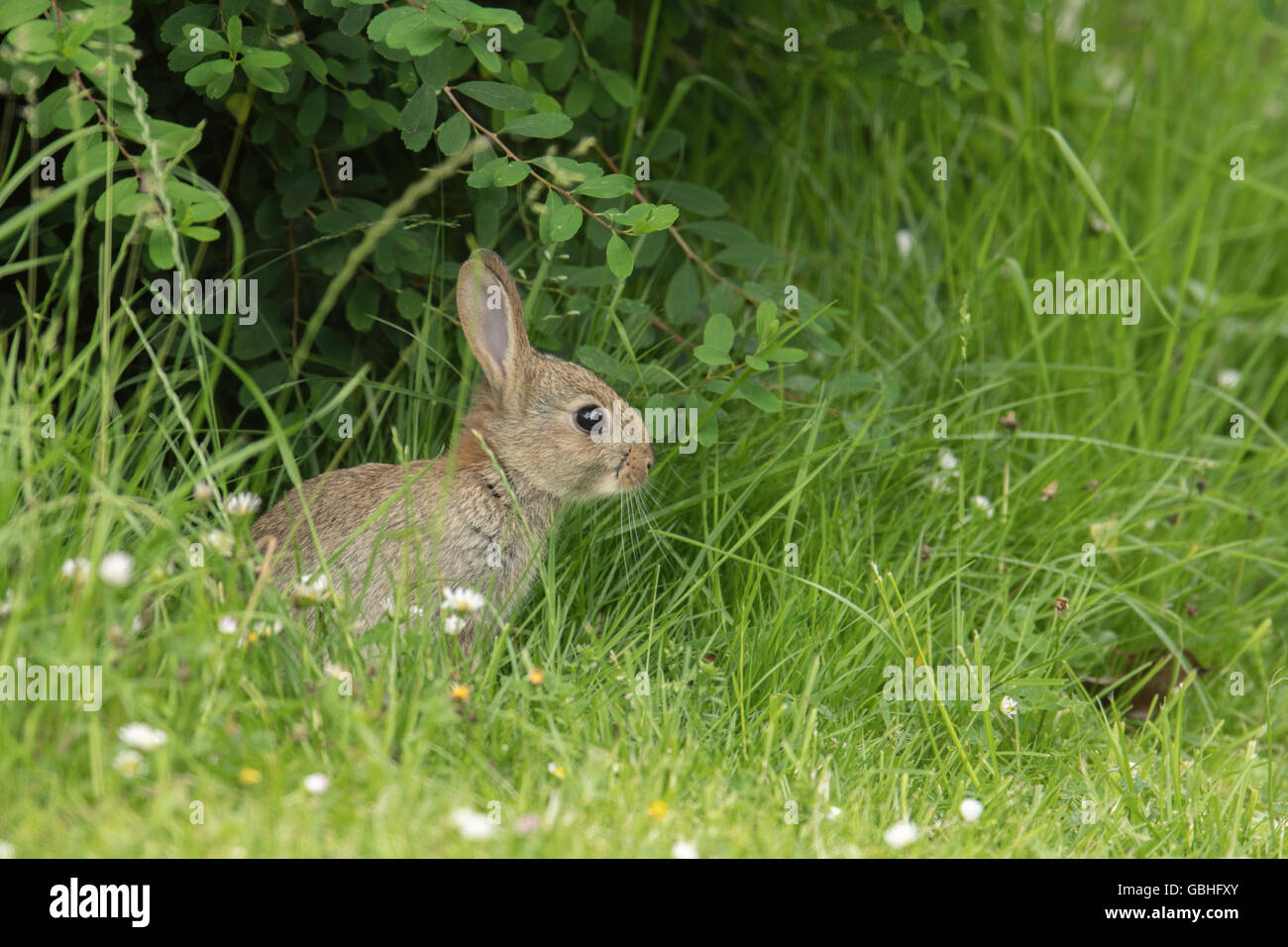 Junge Garten Kaninchen füttern. Stockfoto