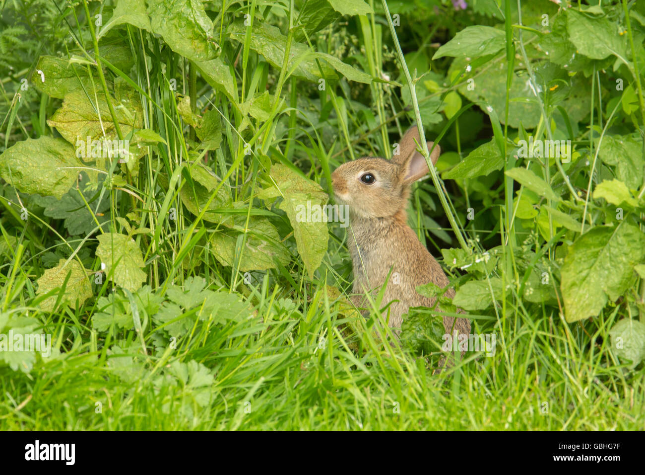 Junge Garten Kaninchen füttern. Stockfoto