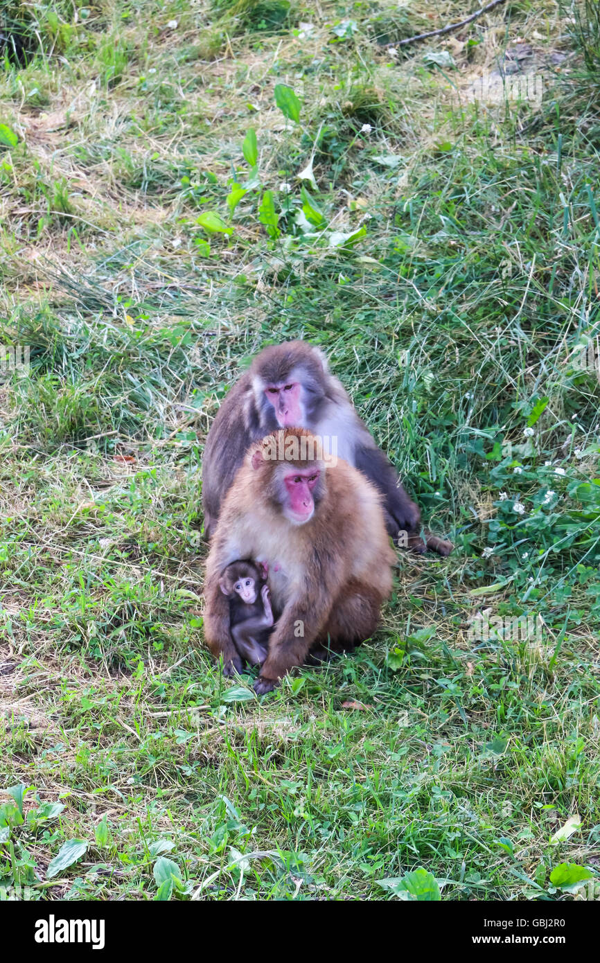 Affen-Safari in Quebec, Kanada. Stockfoto