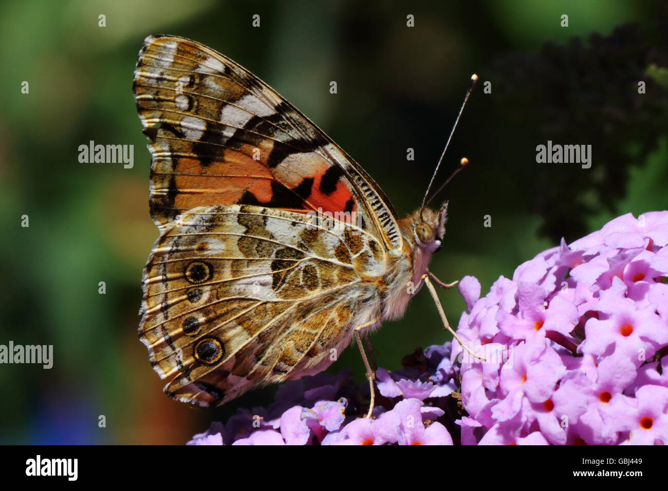 Distelfalter Schmetterling Stockfoto