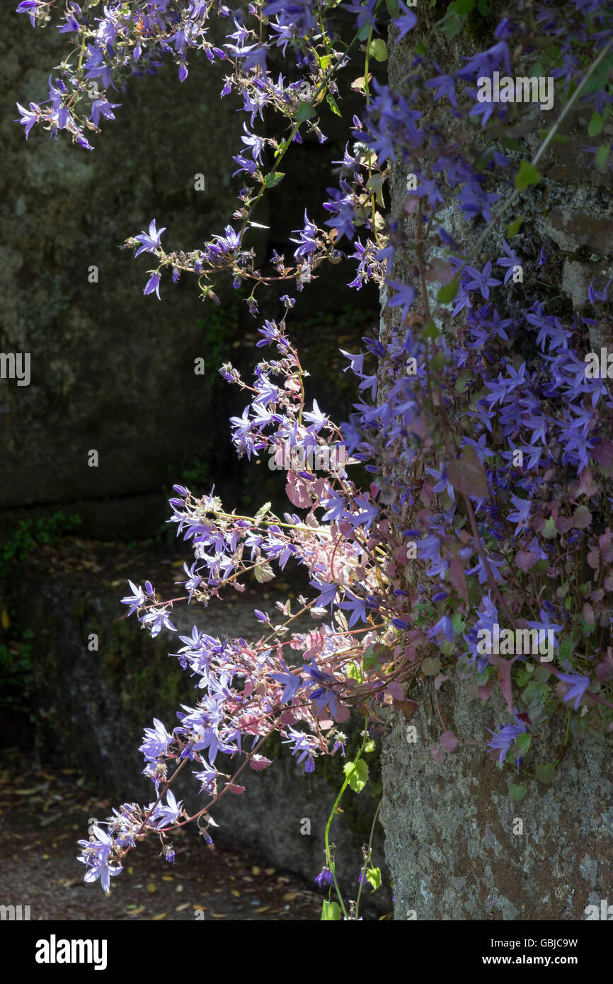 Eine Welle von Sonnenlicht beleuchtet Teil eines nachgestellten Wachstums der Glockenblume, Campanula Poscharskyana, auf einer alten Mauer. Stockfoto