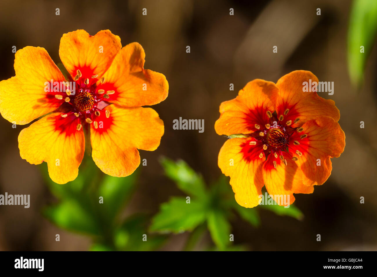 Zwei Blumen des Zwerges, Verbreitung, Sommer blühende mehrjährige, Potentilla x tonguei Stockfoto