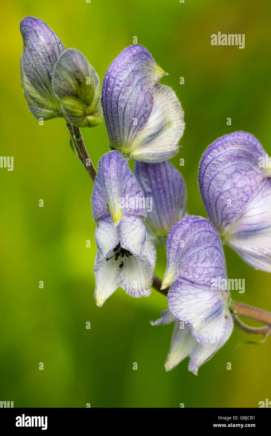 Nahaufnahme der zarten, hellen blauen Kapuzen Blüten von die mehrjährige Eisenhut Aconitum "Edelstahl" Stockfoto