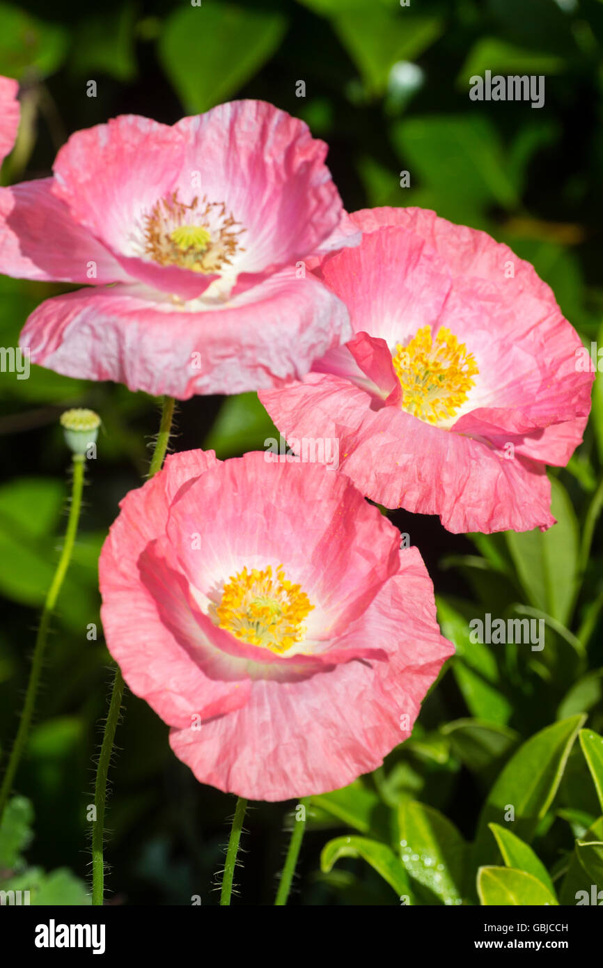 Weißen Zentren sind ein Zeichen des wahren Shirley Mohn, eine Form der jährlichen Papaver rhoeas Stockfoto