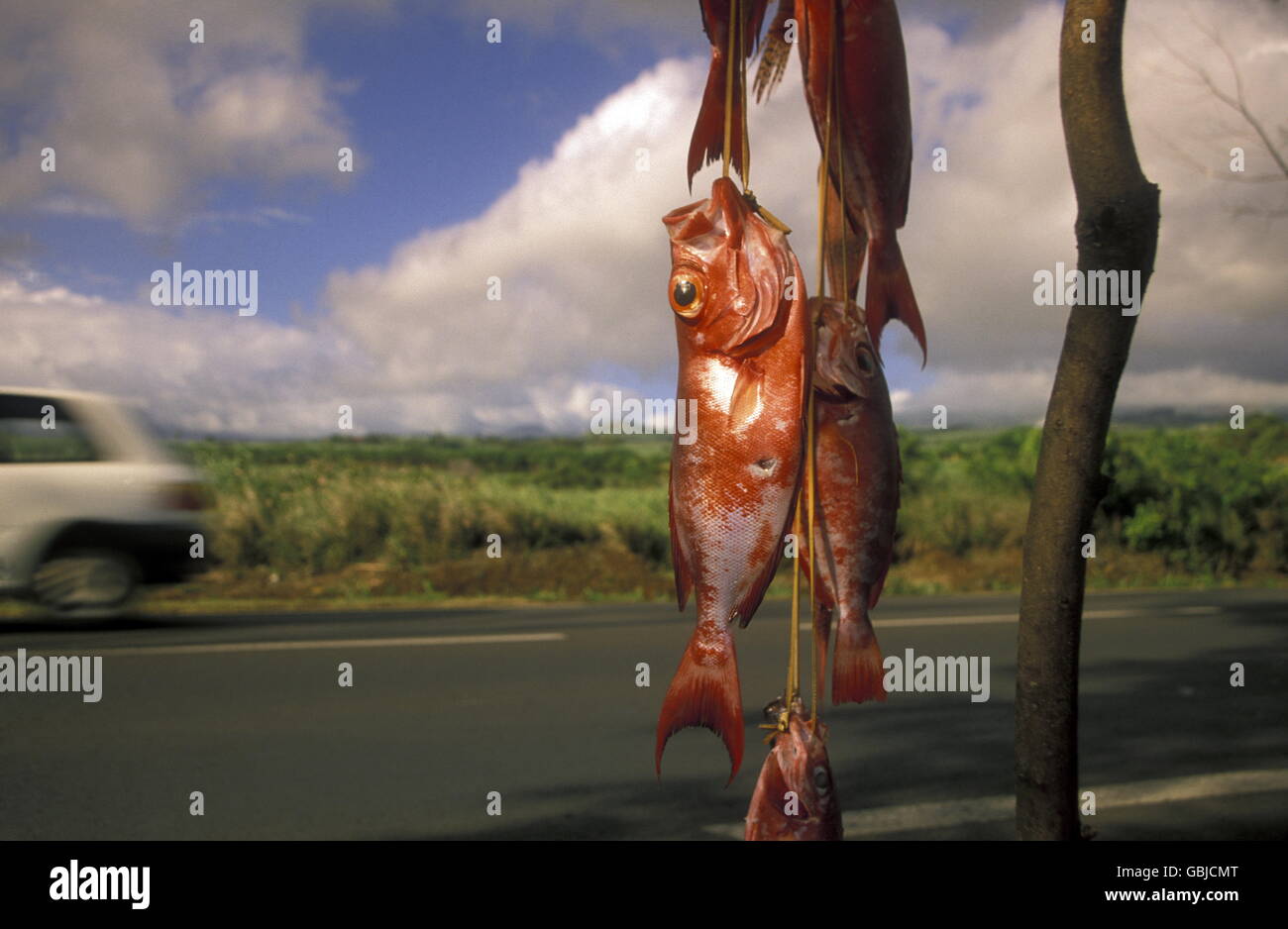 Fisch Verkauf auf Roat in der Nähe der Stadt St Leu auf der Insel La Réunion im Indischen Ozean in Afrika. Stockfoto