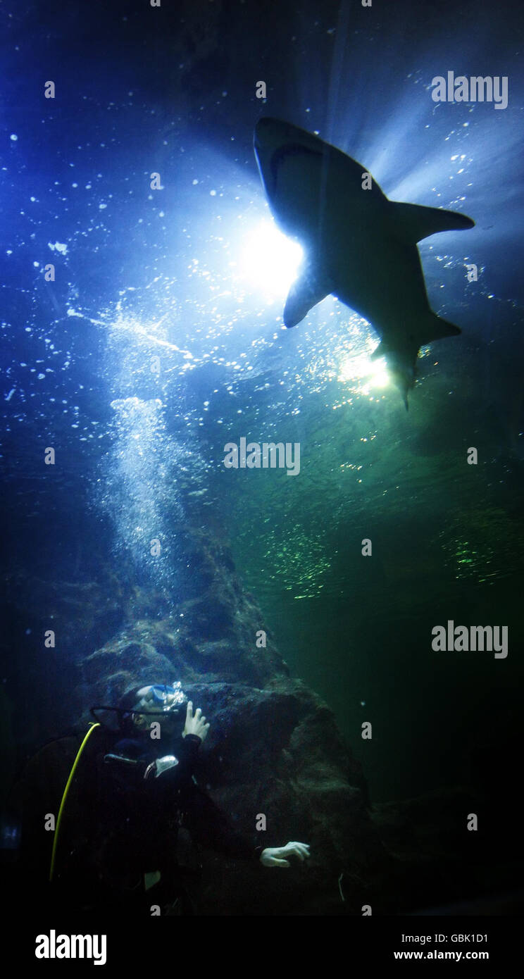 Radio DJ Romeo schwimmt mit Haien in Deep Sea World, North Queensferry, Schottland. Stockfoto