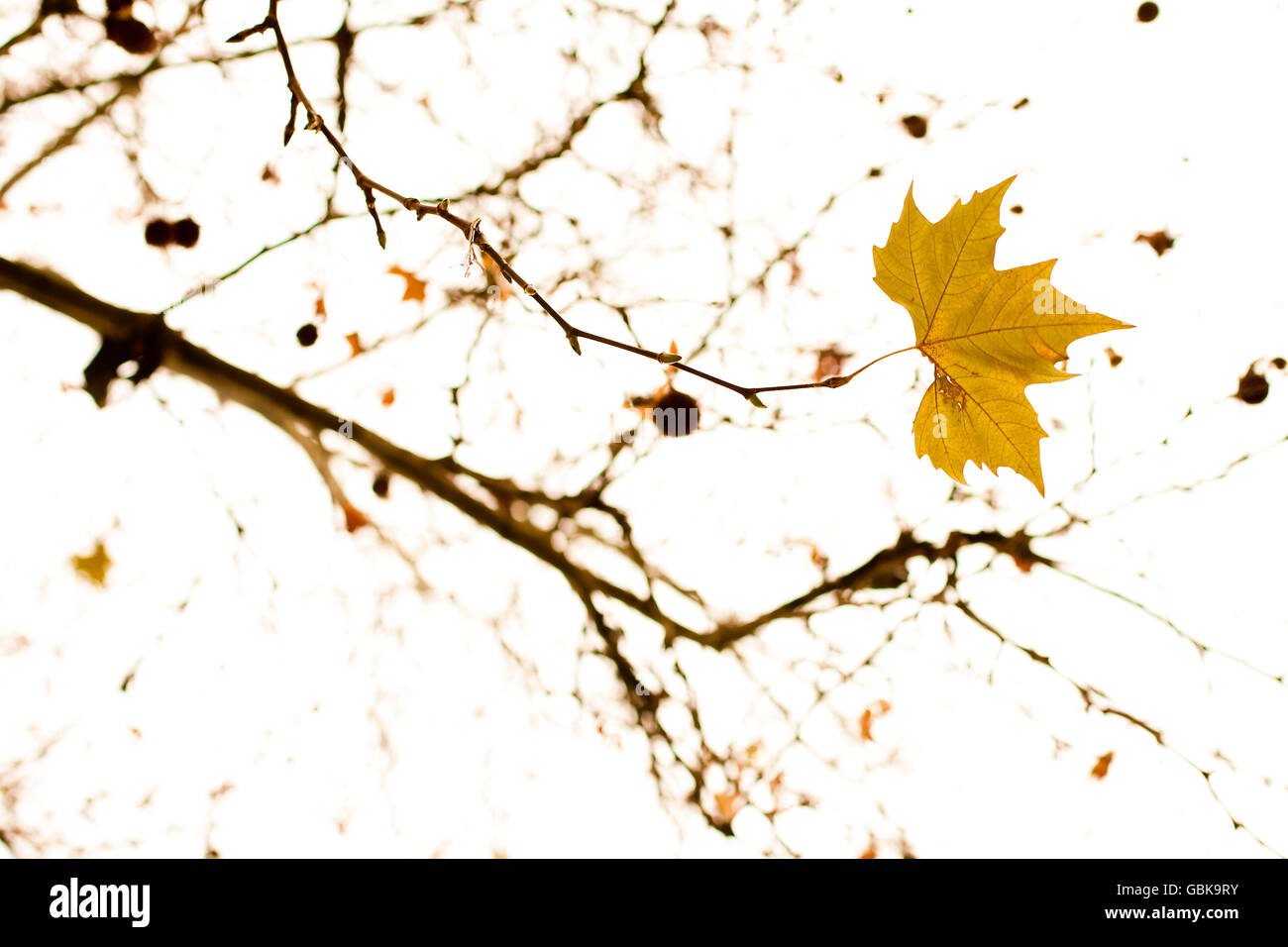 Ahorn (Acer) im winter Stockfoto