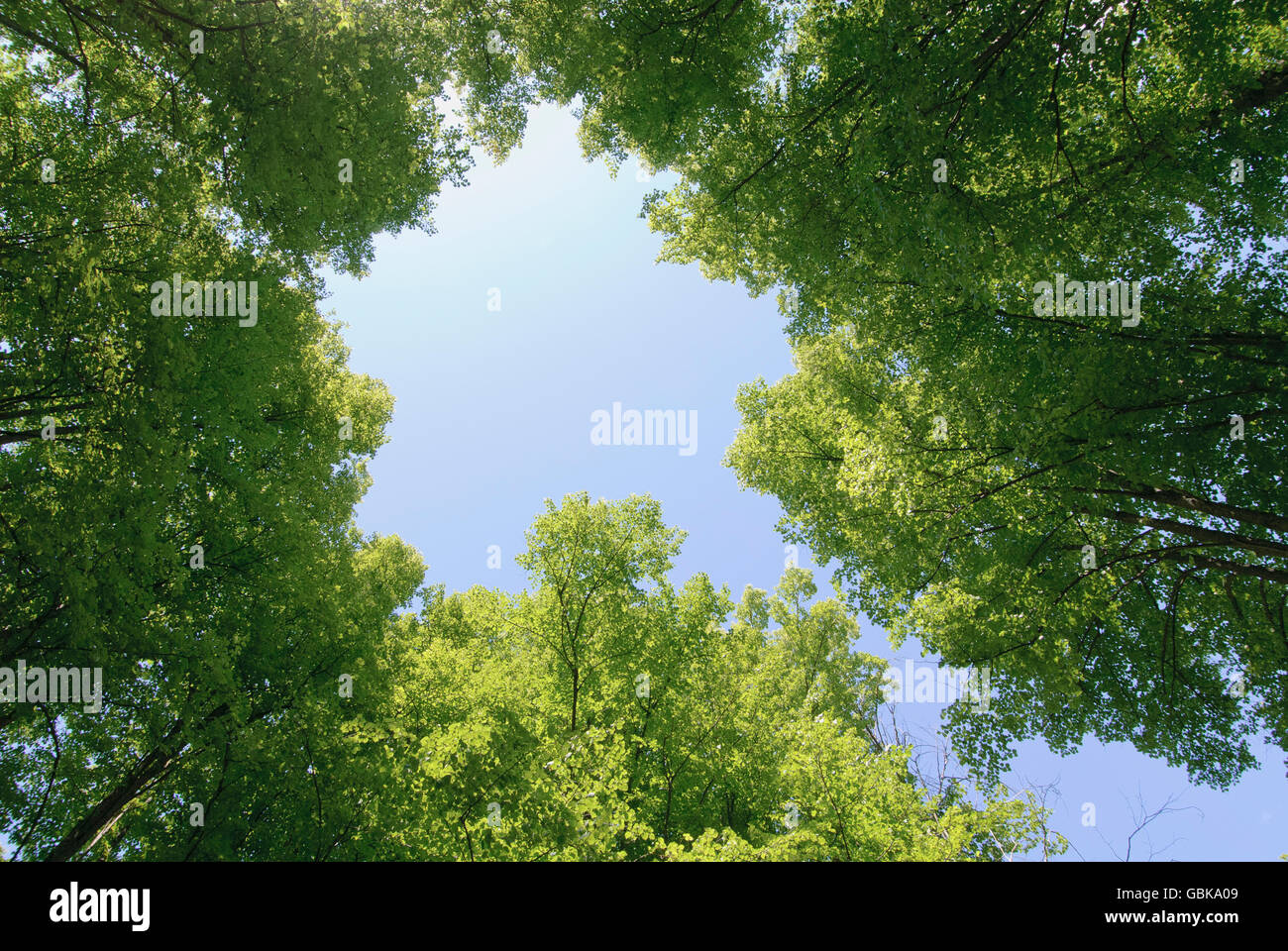 Niedrigen Winkel Ansicht der Bäume im Sommer, Schweden, Europa Stockfoto