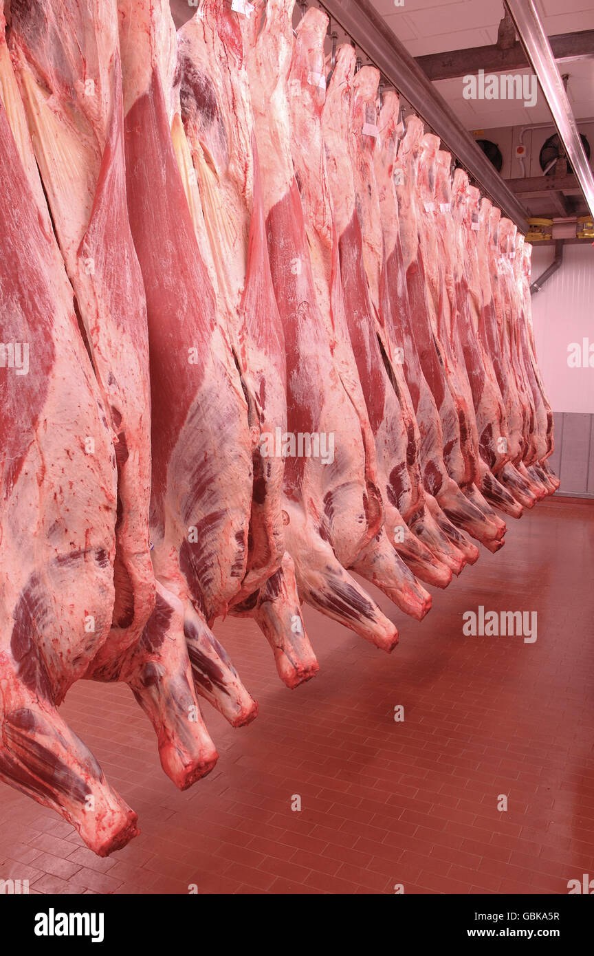 Rindfleisch-Kadaver hängen Stockfoto