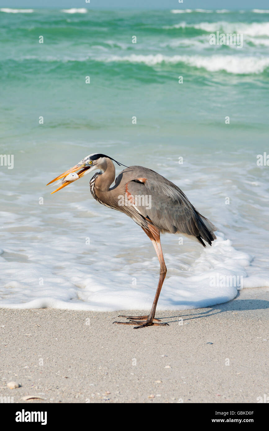 Great Blue Heron (Ardea Herodias) preyed auf hoher See, Fisch im Schnabel, Anna Maria Island, Florida, USA Stockfoto