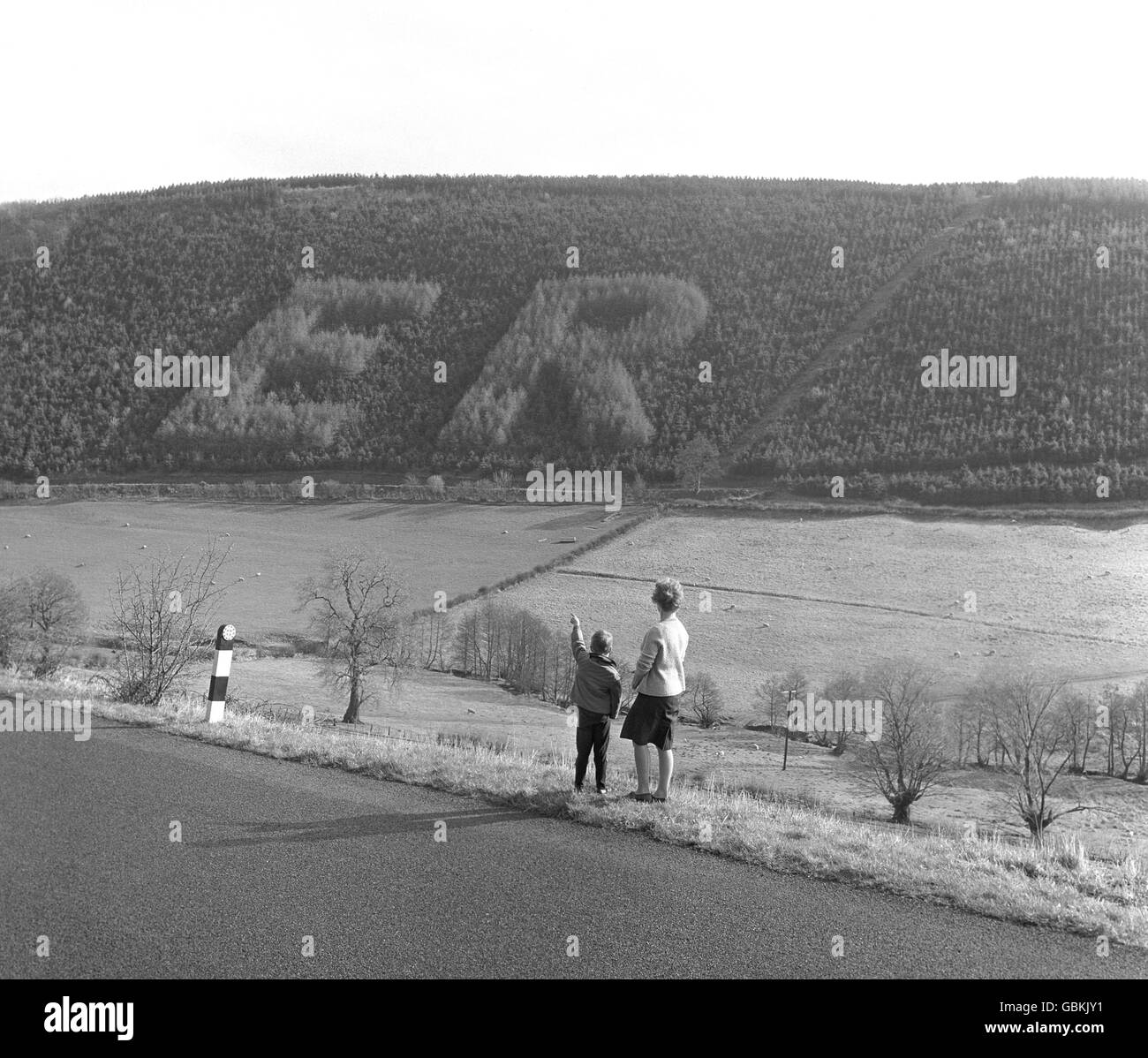 Diese riesigen Worte auf der Kinsley Wood Plantage, Panpunton Hill, Radnorshire, wurden von der Forstbehörde zur Zeit der Krönung der Königin im Jahr 1953 in Lärchenbäumen gepflanzt. Die Bäume sind schneller gewachsen als ihre Nachbarn und zeichnen sich sauber und klar aus. Auf der anderen Seite des Hügels befindet sich ein ähnlicher „er“. Stockfoto