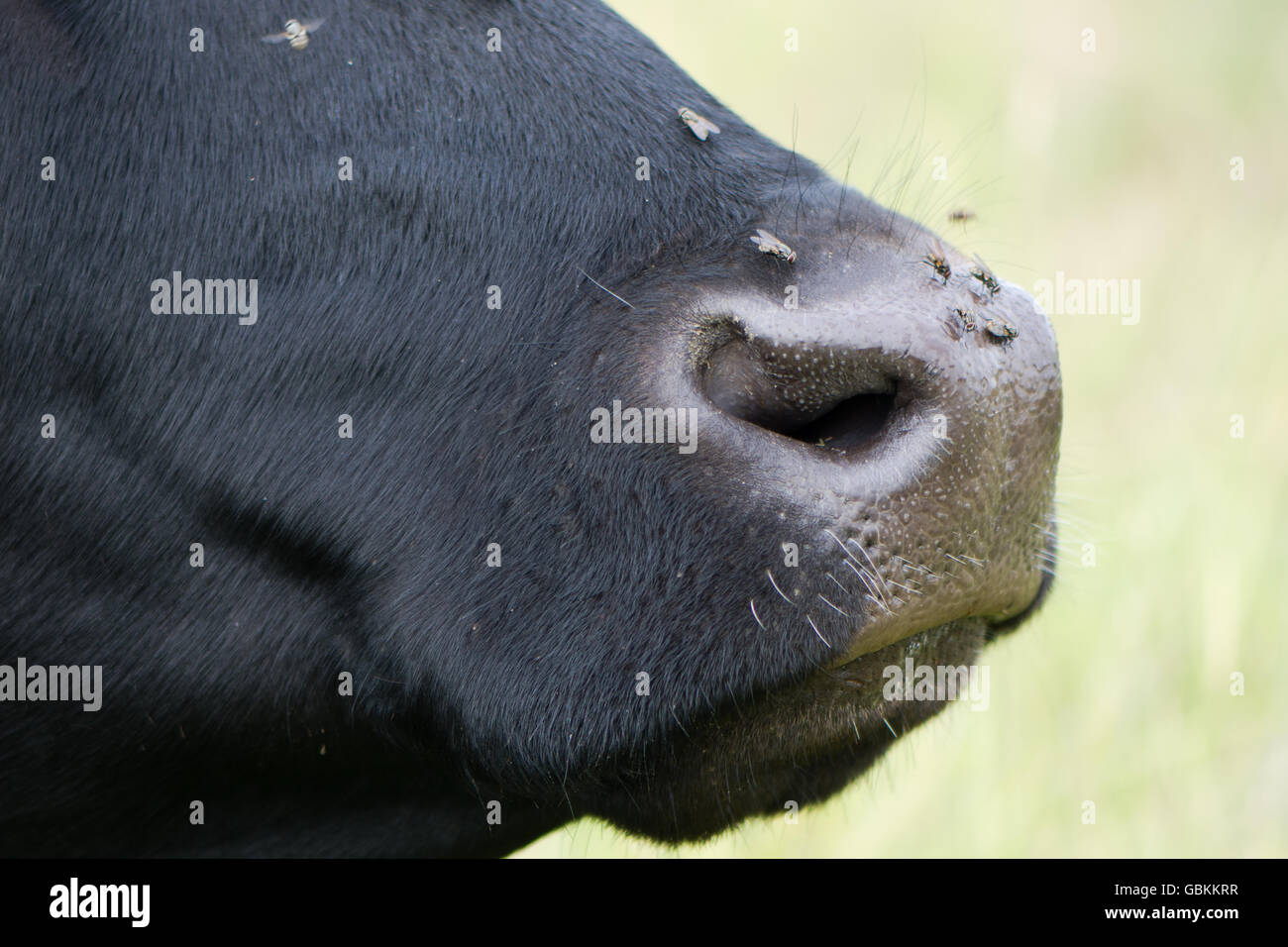 Kuh Nase mit fliegt auf, im Profil. Vieh genervt von Insekten angezogen, Nase um Nase nass Stockfoto