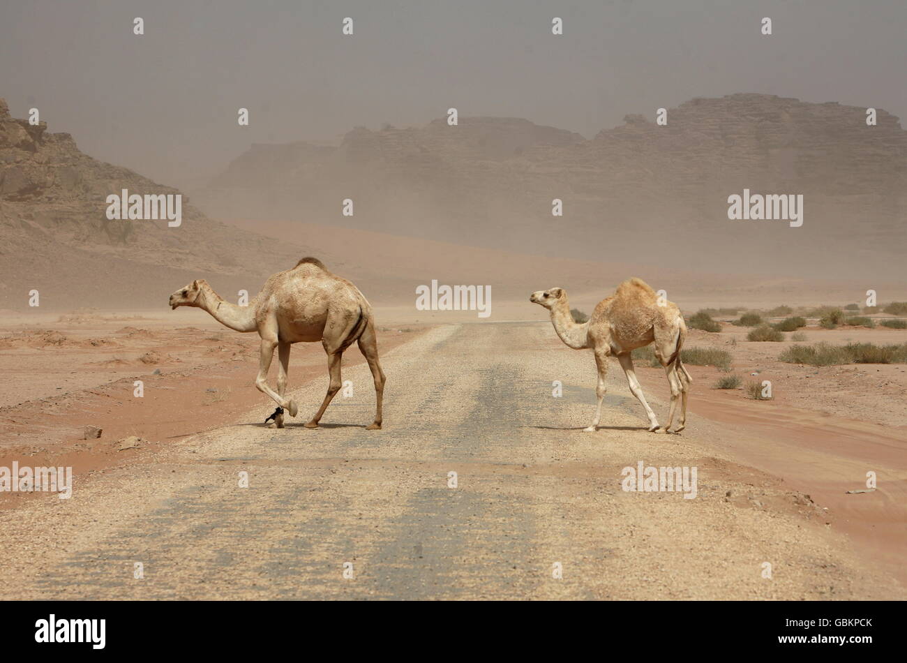 ein Sandsturm in der Landschaft der Wüste Wadi Rum in Jordanien im Nahen Osten. Stockfoto