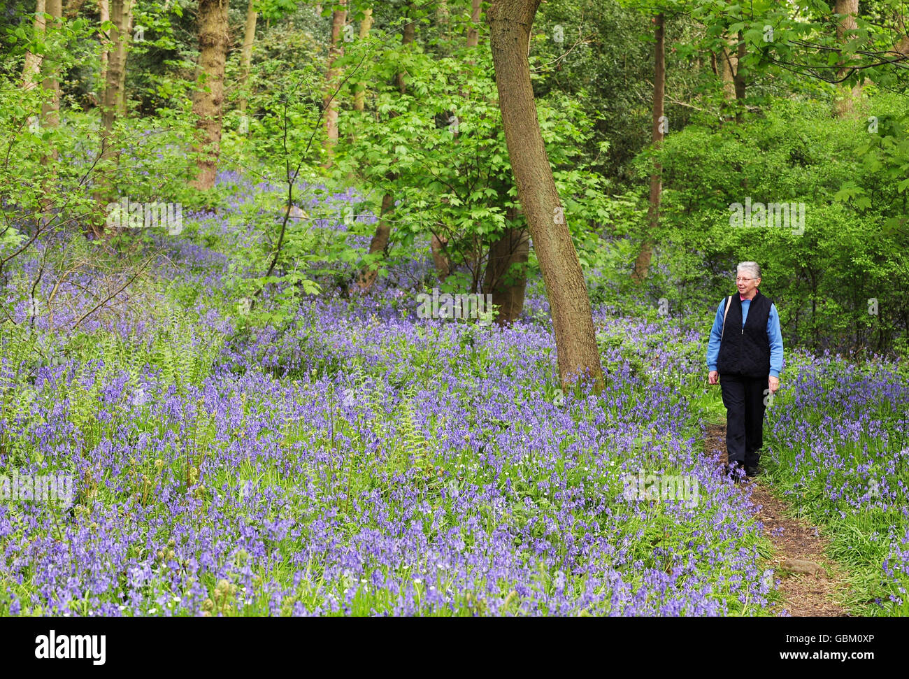 Eine Frau schlendert durch einen Teppich aus Bluebells in Middleton Woods, in der Nähe von Ilkley, West Yorkshire, während des milden Frühlings. Stockfoto