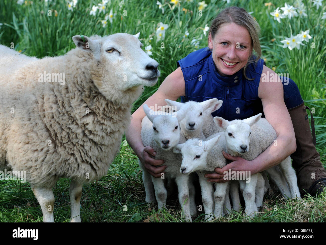 Andrea Jones, 34, auf der Crookham Westfield Farm, auf dem Pallinsburn Estate in Cornhill auf Tweed, Northumberland, mit sechs Lämmern von Supermom Dolly, einem Stammbaum von Lleyn ewe. Stockfoto