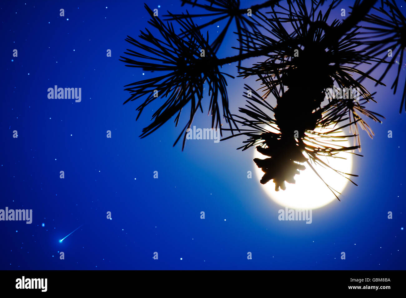 Tannenzweig und Vollmond am Nachthimmel. Vollmond. Mond und Sterne. Nachthimmel. Mystische Mond. Stockfoto