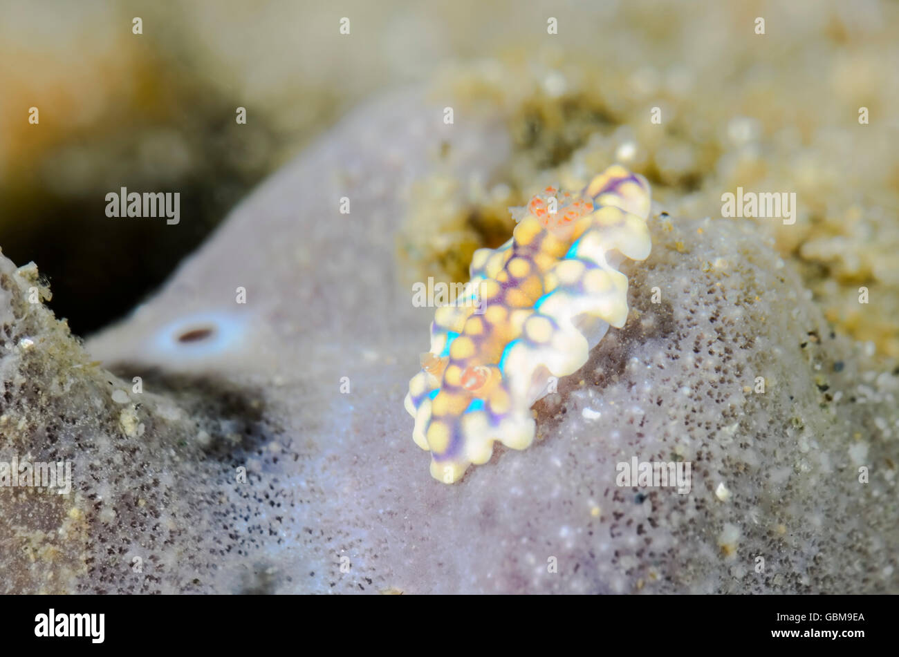 Sea Slug oder Nacktschnecken, Miamira sinuata, Ambon, Molukken, Indonesien, Pazifik Stockfoto