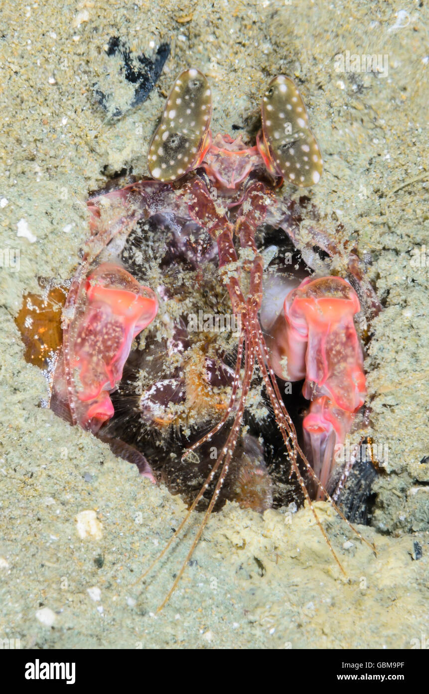 Lisas Fangschreckenkrebse, Lysiosquillina Lisa, Ambon, Molukken, Indonesien, Pazifik Stockfoto