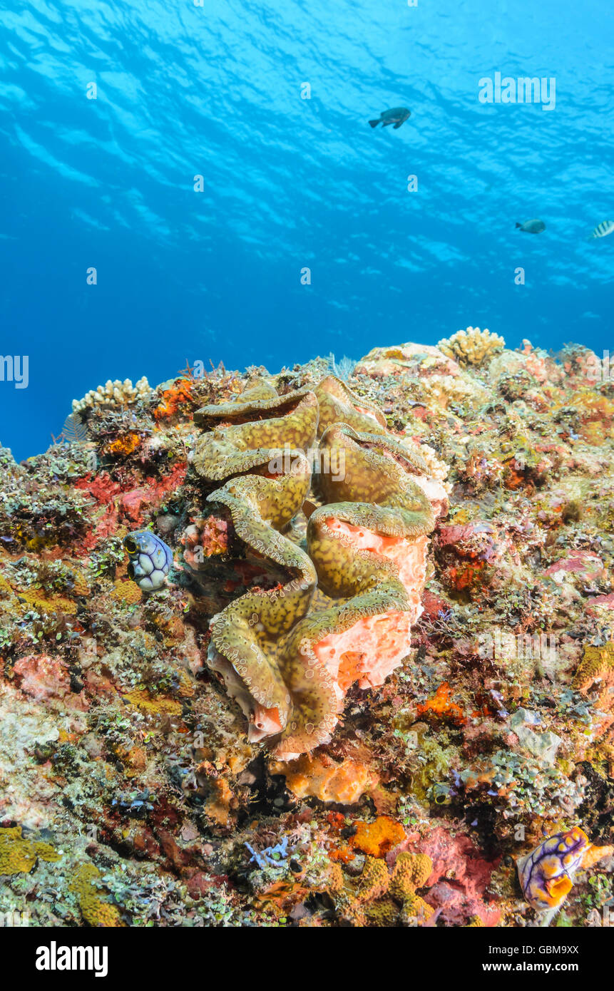 Riesenmuschel, Tridacna Gigas, Ambon, Molukken, Indonesien, Pazifik Stockfoto