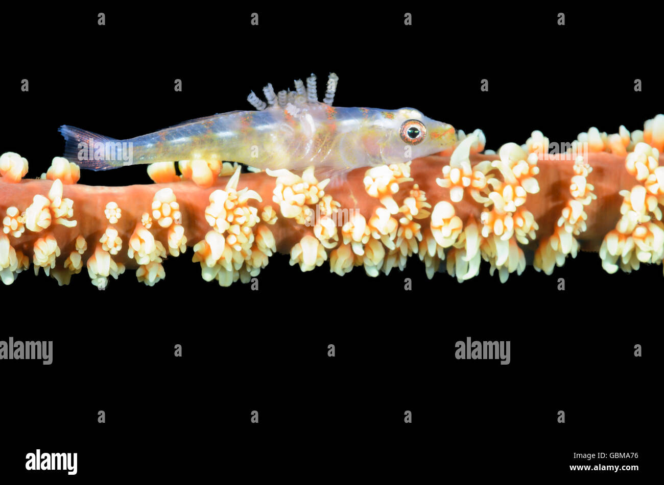 Draht-Korallen Grundel, Bryanopsis Youngei, mit parasitischen Copepoden der Familie Pennellidae, Ambon, Molukken, Indonesien, Pazifik Stockfoto