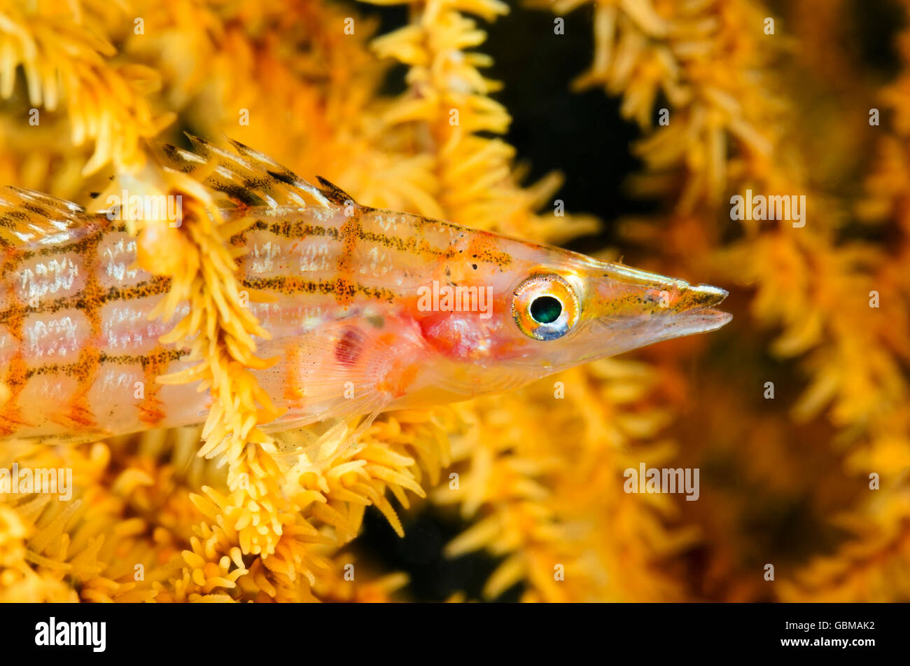 Longnose Hawkfish, Oxycirrhites Typus, Ambon, Molukken, Indonesien, Pazifik Stockfoto