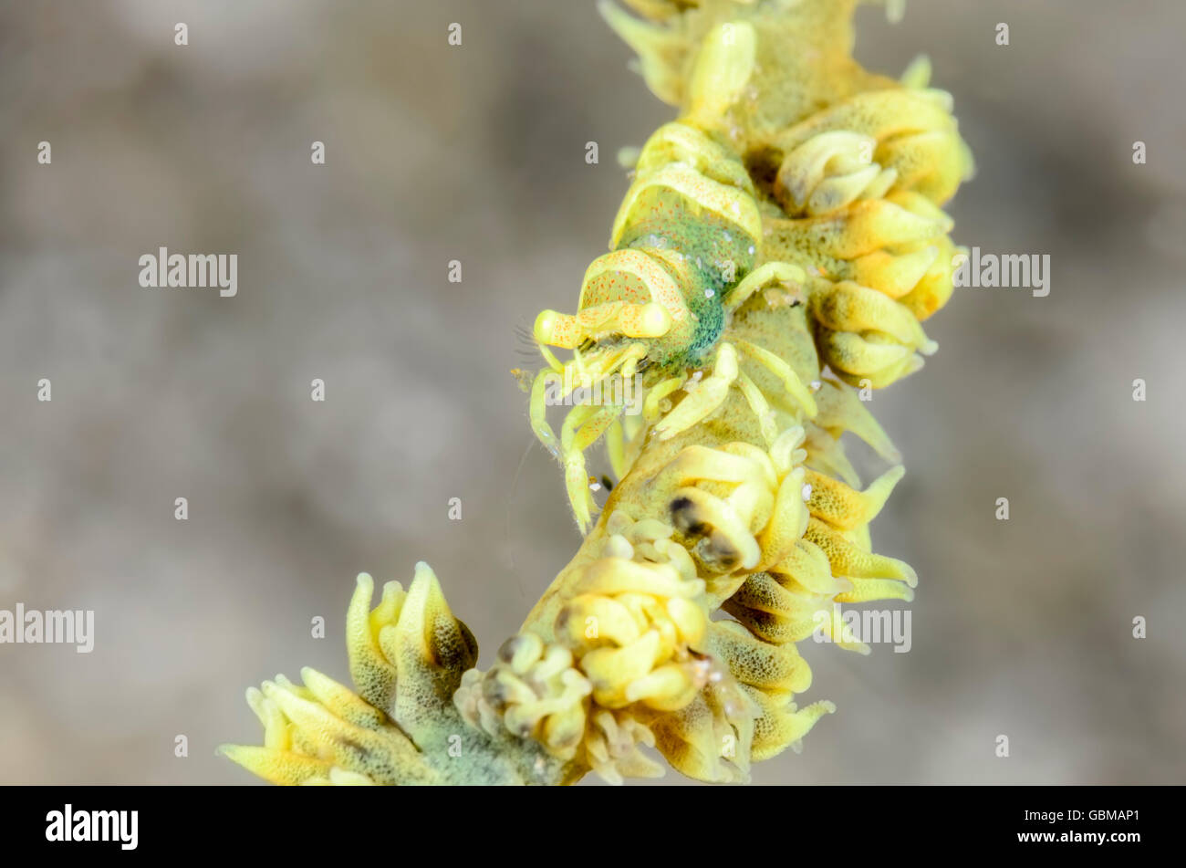 Loloata Wire Coral Garnelen, Pontonides loloata, Ambon, Maluku, Indonesien, Pazifik Stockfoto