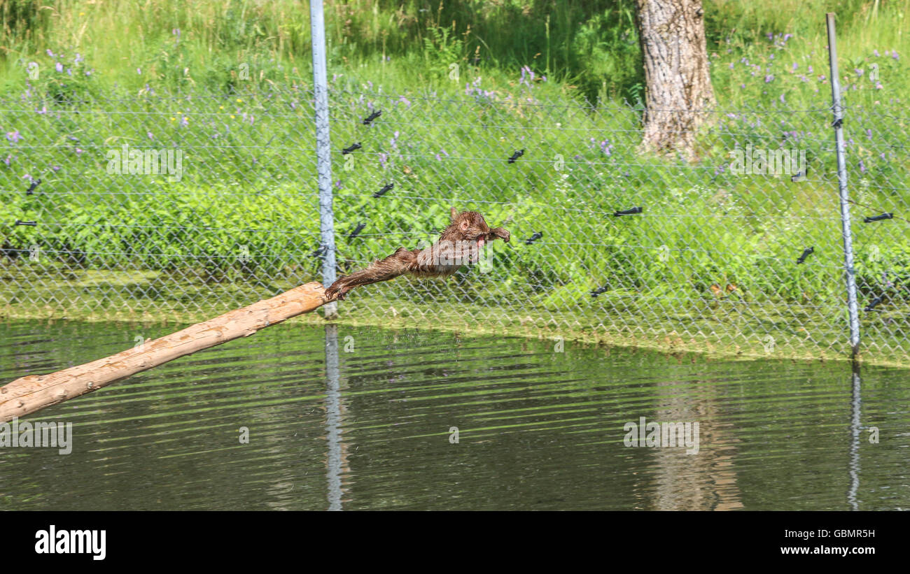 Affen-Safari in Quebec, Kanada. Stockfoto