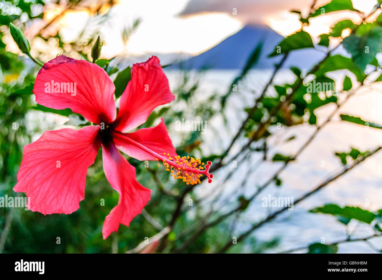 Hibiscus flower & Vulkan San Pedro am Atitlan See, Guatemala Stockfoto