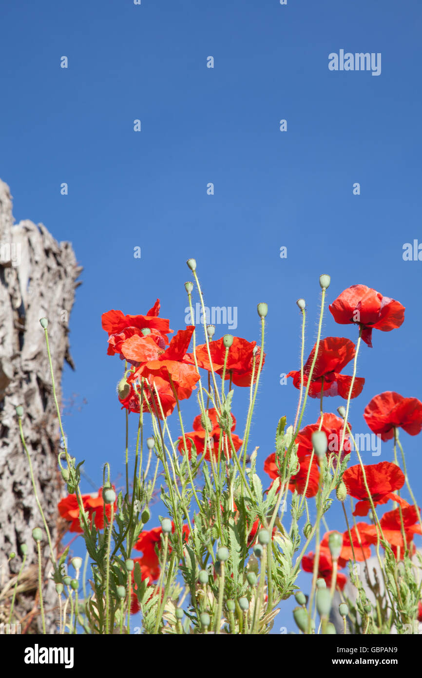 Rote Mohnblumen gegen blauen Himmel Stockfoto
