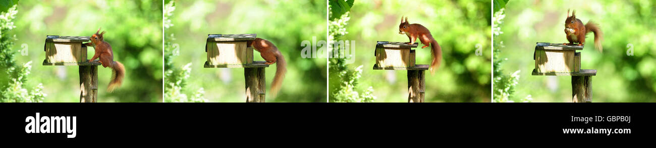 Aus vier Fotos eines roten Eichhörnchens, das eine Nuss aus einer Vogelkiste im Kielder Forest in Northumberland nimmt, wo das rote Eichhörnchen ein Comeback gemacht hat. Stockfoto