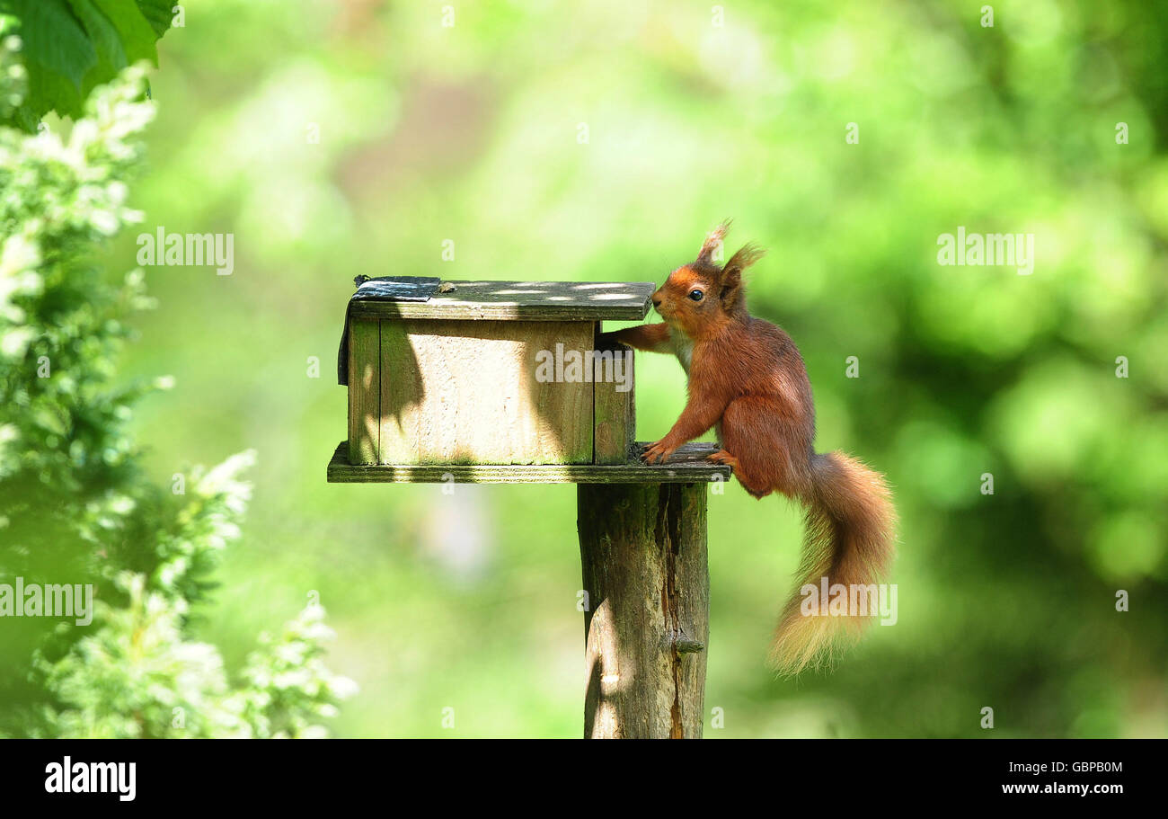 Ein rotes Eichhörnchen greift eine Nuss aus einer Vogelkiste im Kielder Forest in Northumberland, wo das rote Eichhörnchen ein Comeback feierte. Stockfoto
