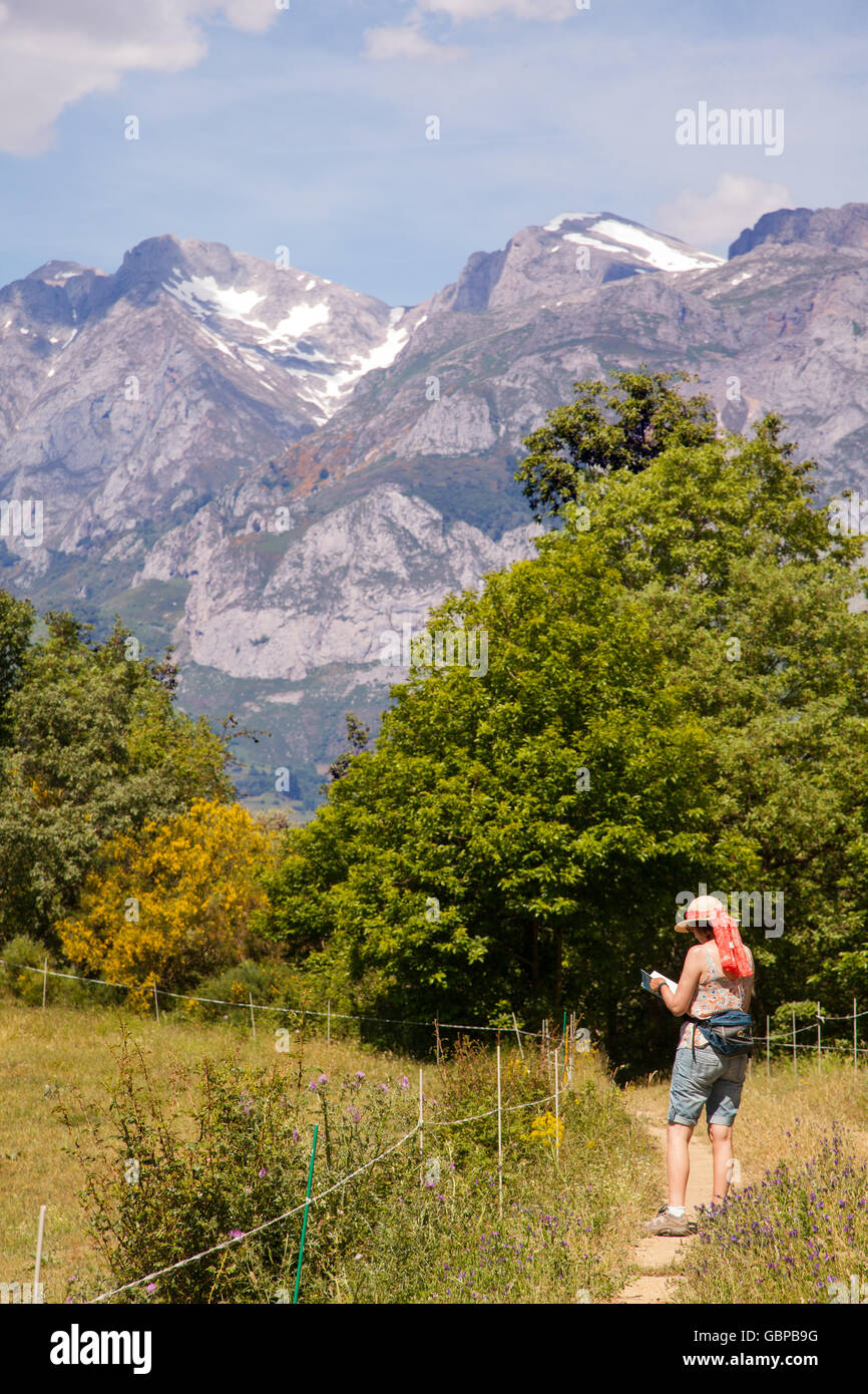 Frau Wandern in den Hügeln in der Nähe von San Pedro de Bedoya in den Picos de Europa Berge der nördlichen Spanien Stockfoto