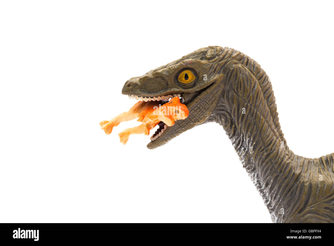 Seitenansicht Deinonychus beißen einen kleineren Dinosaurier hautnah auf einem weißen Hintergrund Stockfoto